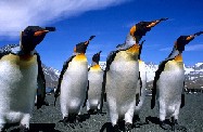     Viasat Nature