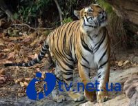 Тигры в Королевстве Бутан – надежда на выживание