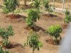 Пакистанский солдат установил рекорд по посадке деревьев