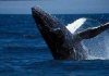 В Тихом океане отмечается рост популяции китов