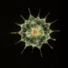 Обнародованы результаты Переписи микробов мирового океана